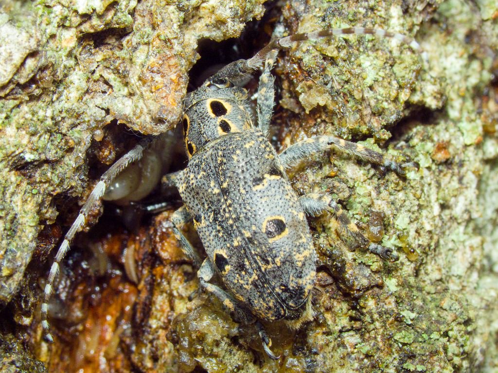 Mesosa curculionoides (Linnaeus, 1761)